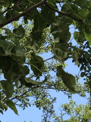 Podosphaera leucotricha