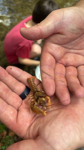 Longnose Crayfish