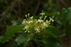 Clerodendrum toxicarium
