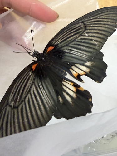 Papilio agenor thunbergii