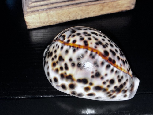 Cypraea tigris observed 2026-09-10