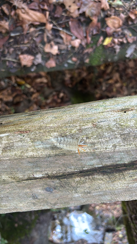 Sycamore Tussock Moth