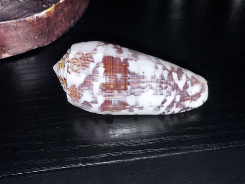 Conus striatus observed 2026-09-10