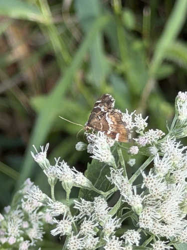 Spotted Beet Webworm Moth