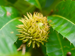 Quercus variabilis, photograph (c) りなべる, some rights reserved (CC BY)