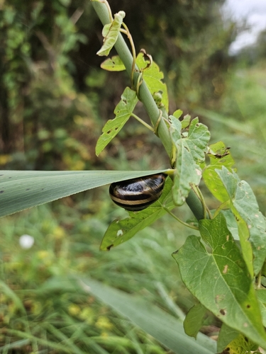 Brown-lipped Snail