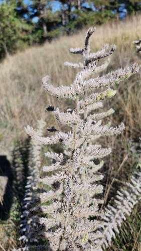 Pale Bugloss