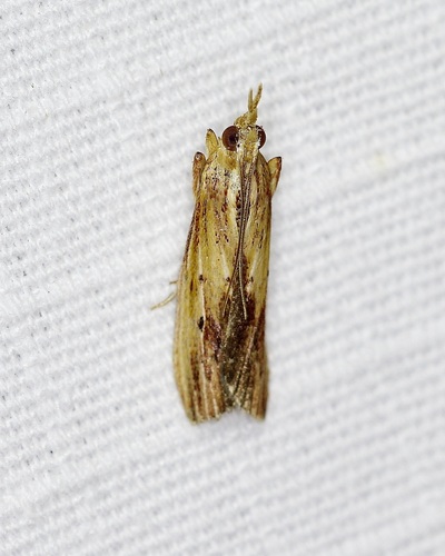 Ancylostomia stercorea photo 4