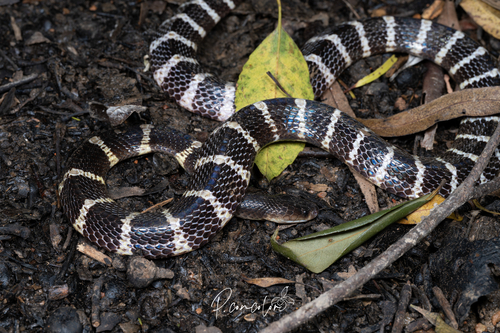 Many-banded Krait