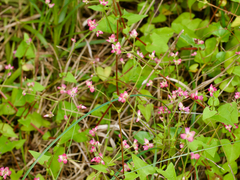 Persicaria senticosa, photograph (c) りなべる, some rights reserved (CC BY)