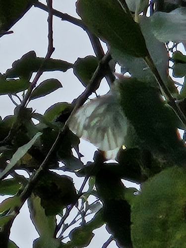 Green-veined White