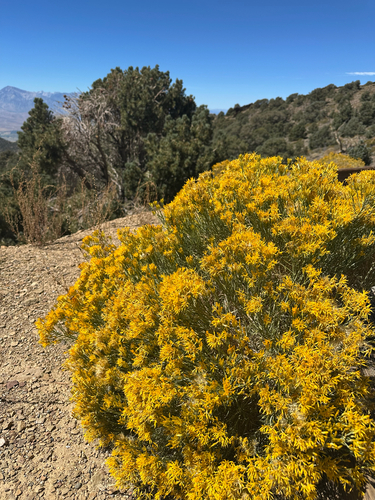 iNaturalist observation photo of Rubber Rabbitbrush