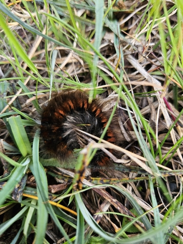 Fox Moth