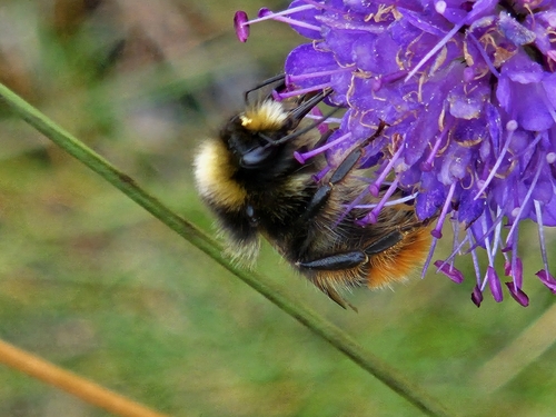 Red-tailed Bumble Bee