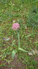 Allium nigrum
