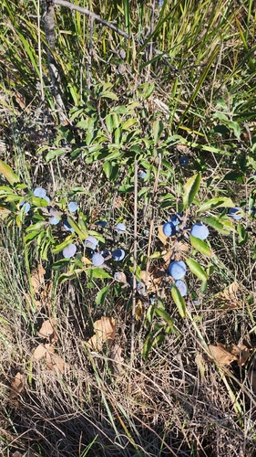 Blackthorn