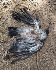 Corvus cornix