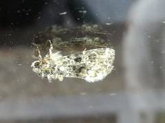 Callopistria latreillei