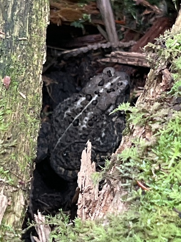 American Toad
