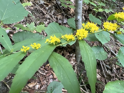 bluestem goldenrod