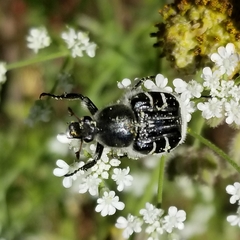 Trichiotinus texanus