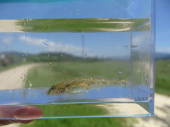 Pomatoschistus microps