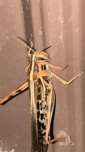 American Bird Grasshopper