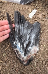 Corvus cornix