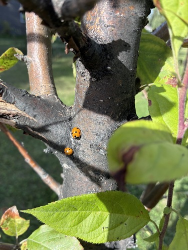 Seven-spotted Lady Beetle