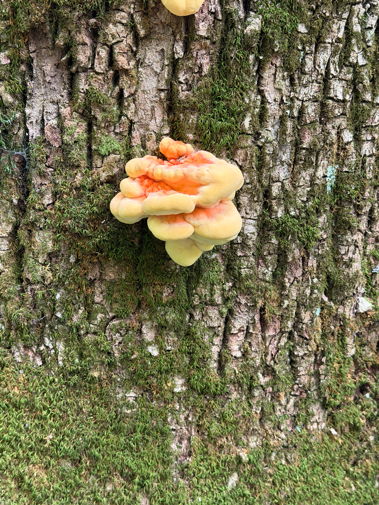 chicken of the woods · September 2026 · photo: Photo: no rights reserved · iNaturalist