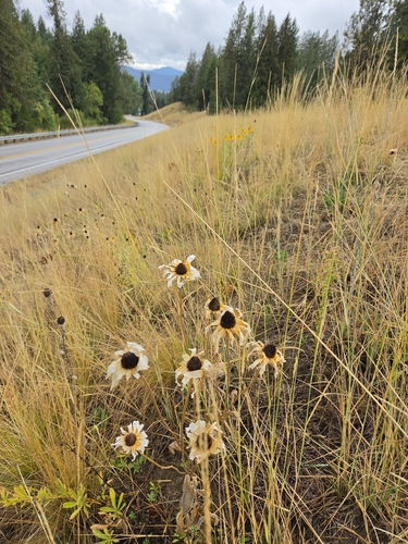 black-eyed Susan