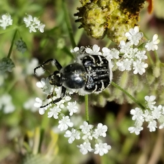 Trichiotinus texanus