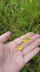 Linum sulcatum