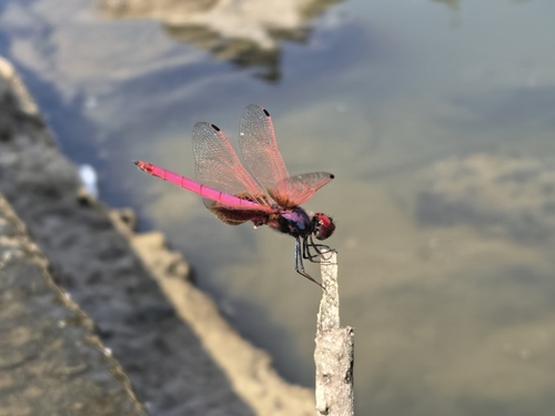 Crimson Marsh Glider