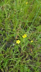 Linum sulcatum