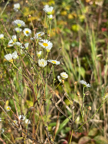 daisy fleabane