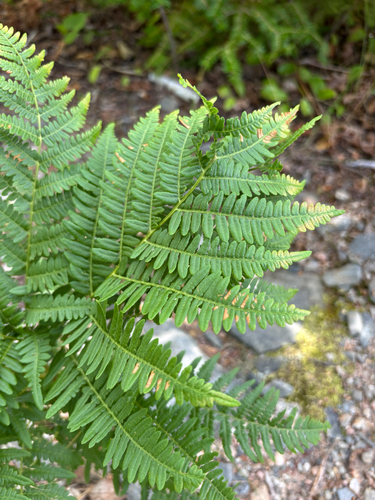 common bracken