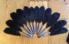 Corvus cornix