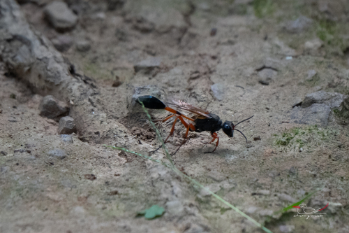 Ammophila clavus