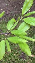 Magnoliales