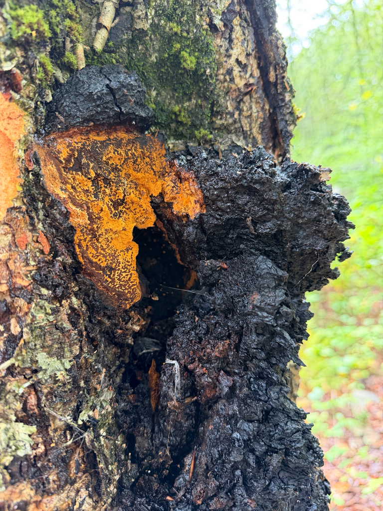chaga · September 2026 · photo: Photo: no rights reserved · iNaturalist