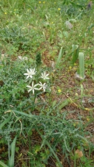 Ornithogalum narbonense