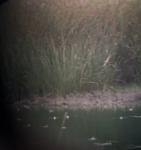 iNaturalist observation photo of Lesser Nighthawk