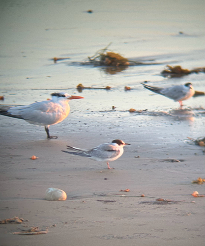 iNaturalist observation photo of Common Tern