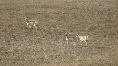 Pronghorn