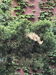 Pestalotiopsis funerea