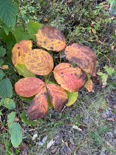 wild sarsaparilla