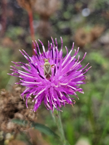 Alfalfa Plant Bug