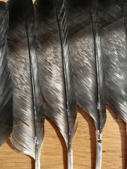 Corvus cornix