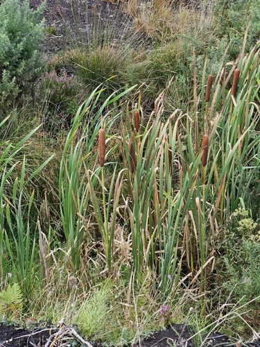 broadleaf cattail